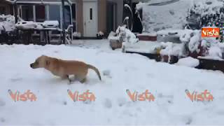 Il cane impazzisce di gioia per il giardino pieno di neve