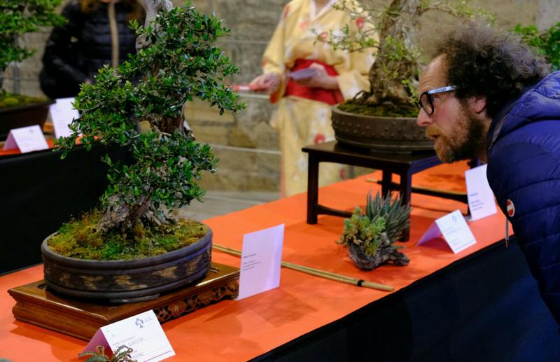 Bonsai Riviello2