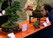 Bonsai Riviello2