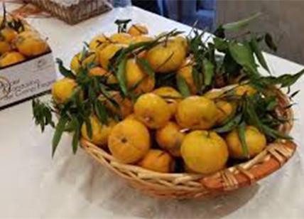 I Campi Flegrei celebrano il tipico mandarino da candidare all'Unesco