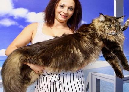 Barivel: è lombardo il gatto più lungo del mondo. FOTO