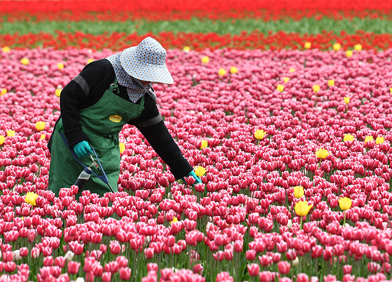 fioritura tulipani colorati contea Norfolk ape 17