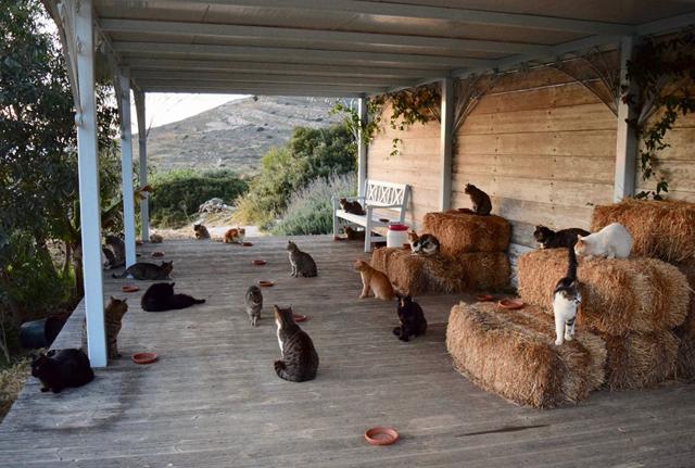 Foto Facebook God’s Little People Cat Rescue