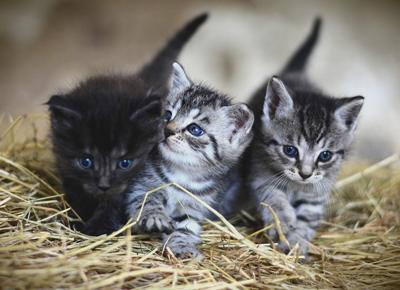 gatti e gattini foto 1