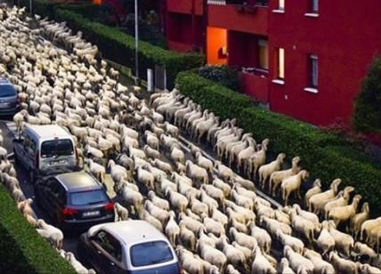 Gregge di pecore in transumanza bruca siepi condominiali a Lecco