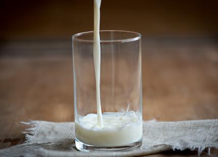 Bere latte tutti i giorni fa bene? Cosa succede al corpo