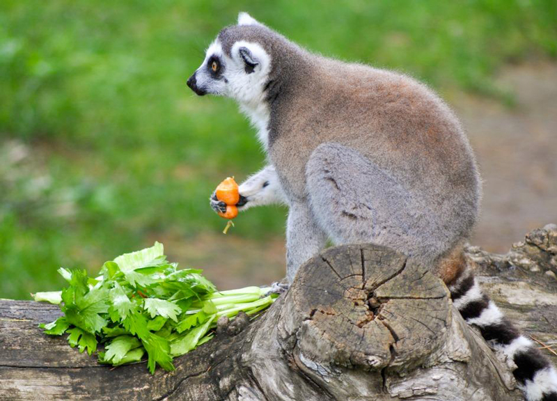 lemure bioparco
