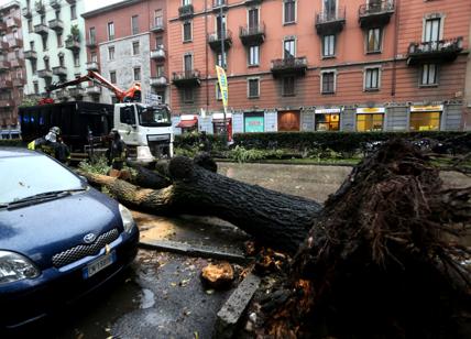Vento forte a Milano e nubifragi in provincia, 50 alberi caduti