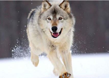 Asiago, i forestali potranno sparare ai lupi con proiettili di gomma