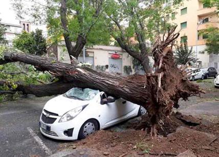 Maltempo a Roma, pino di 20 metri crolla sulle auto: paura a piazza Bologna
