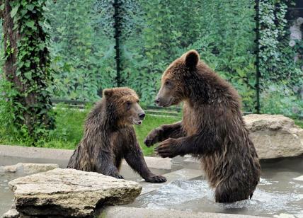 Il Bioparco accoglie Gianni e Sam: weekend dedicato agli orsetti salvati