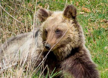 Cucciolo di orso morto nel Parco Nazionale d'Abruzzo: trovati solo i resti