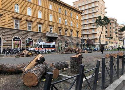 Roma, Comune killer: è strage di alberi. L'appello: "Stop alle potature"