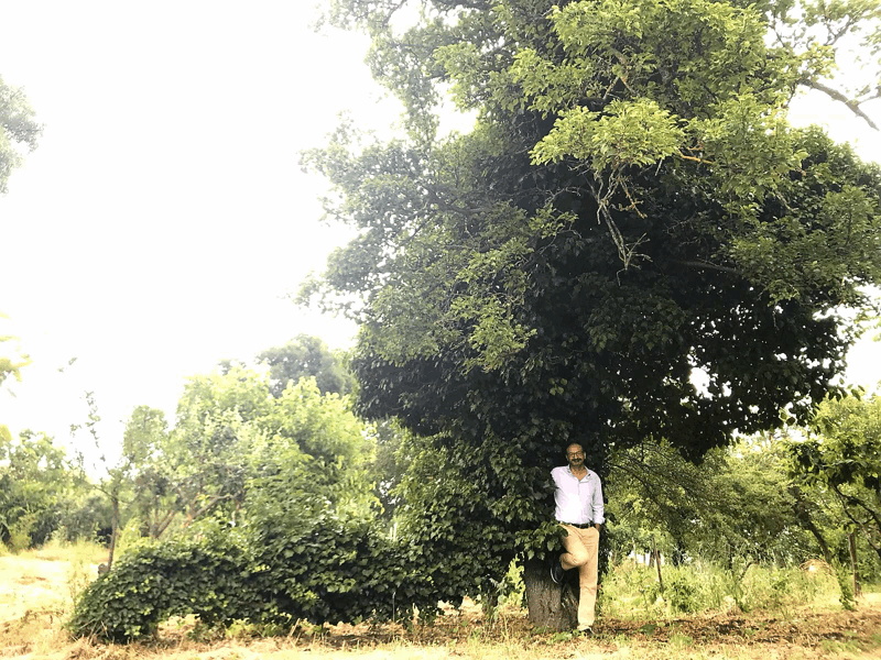 rampicante 1 rampicante 1