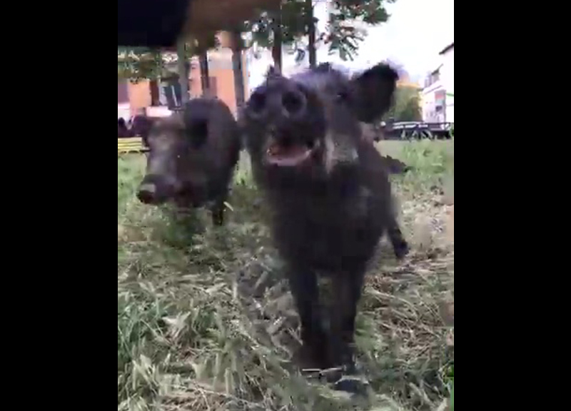 Roma invasione di cinghiali a Tomba di Nerone la denuncia video