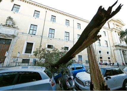 Maltempo e alberi caduti: Roma giungla urbana. I sindacati contro la Raggi