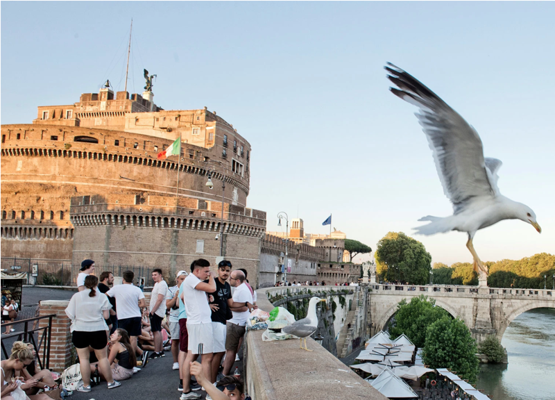 gabbiani roma