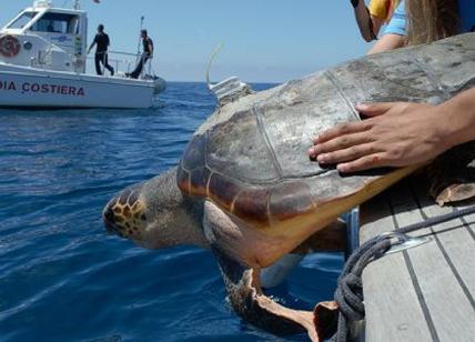 Emergenza ambiente, salvata tartaruga 54enne con plastica nello stomaco