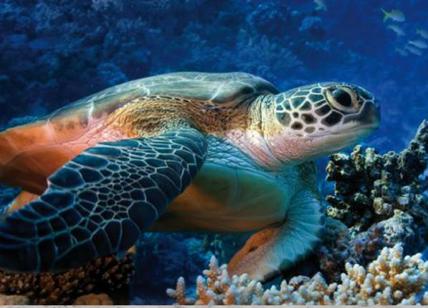 Ambiente: la tartaruga liberata dalla Guardia costiera nel mare delle Eolie