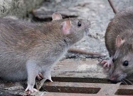 Piazza San Babila invasa dai topi, il Comune interviene con le ruspe