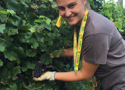 Vendemmia 2018, Coldiretti: produzione in crescita tra il 10% e il 20%.