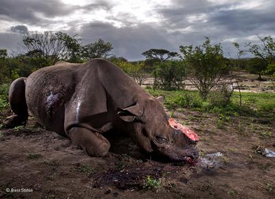 Wildlife © Brent Stirton ape