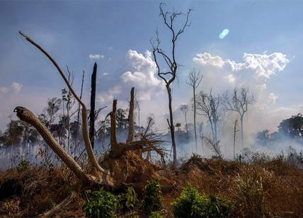 Amazzonia, effetto deforestazione: non è più il polmone verde della Terra