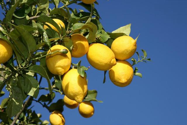 Come bere acqua e limone
