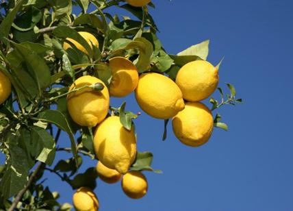 Limone: benefici per la salute, usi domestici e cosmetici-LIMONE TUTTI GLI USI