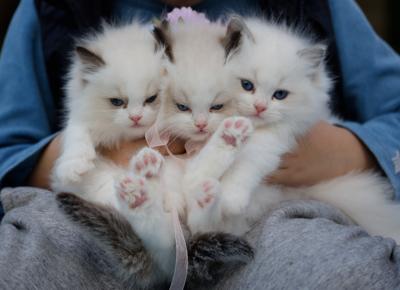 adorable animals beautiful eyes 1643456