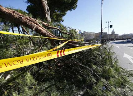 Roma giungla urbana: alberi caduti e niente potature. Raggi si sveglia tardi