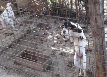 Cani malati e denutriti: sequestrato allevamento "lager" abusivo sull'Aniene