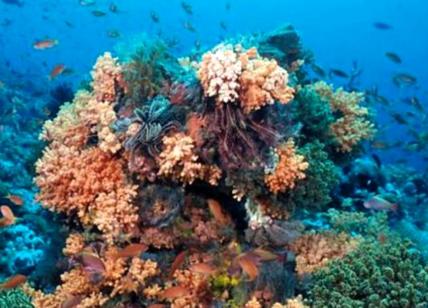 Monopoli, scoperto banco coralligeno Stea: 'Ora, preserviamolo'