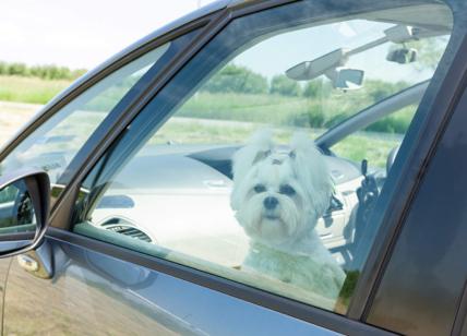 Cani chiusi in auto, si può rompere il finestrino per salvarli dal caldo