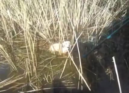 Due cani finiti in un pozzo a Ceglie Messapica, le fasi del salvataggio. VIDEO