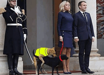 Parigi, sesso tra cani all'Eliseo. Imbarazzo per Macron e Brigitte