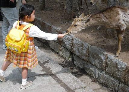 Giappone (Nara), 9 cervi uccisi da plastica. Stretta sul cibo dato dai turisti