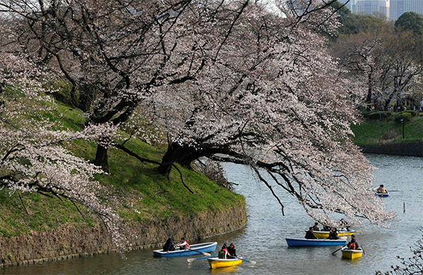 ciliegi tokyo17