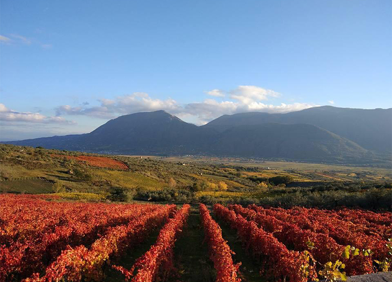 città europea vino ape