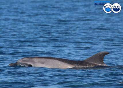 Cucciolo di delfino avvistato a Fiumicino. Fiocco azzurro sul litorale romano