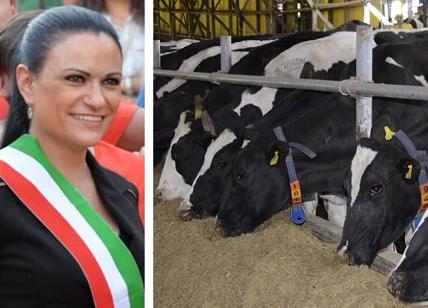 Cassina, la nuova sindaca dovrà allevare 77 mucche