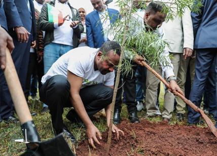 Sostenibilità ambientale, l'Etiopia pianta 350 milioni di alberi in 12 ore