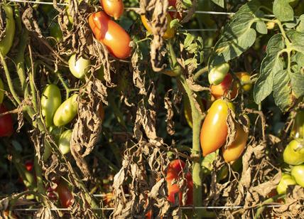 Agro Nocerino Sarnese patrimonio Unesco. I produttori: velocizzare l'iter