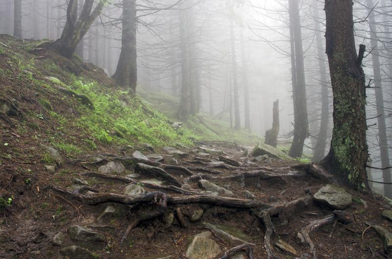 Foresta dei Carpazi