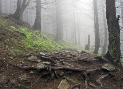 Foresta dei Carpazi