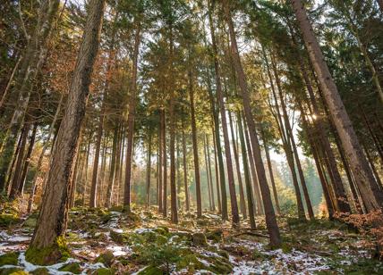 Foreste, arrivano buone notizie: in 20 anni rigenerati 59 milioni di ettari