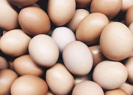 Gusci d’uovo per rigenerare le ossa in caso di tumori, incidenti e vecchiaia
