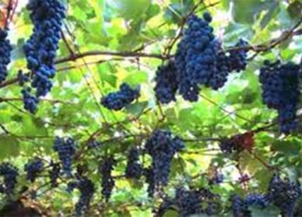 L'Italia del vino sbarca a Napoli e brinda con i migliori brand nazionali