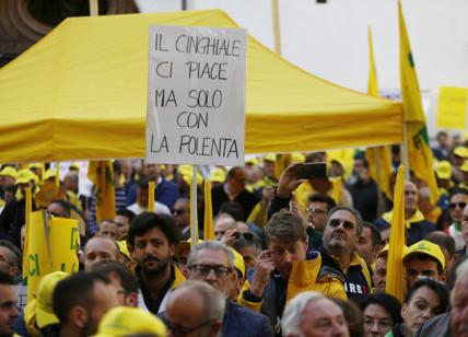 Cinghiali, produzione a rischio. Agricoltori: noi coltiviamo e loro raccolgono