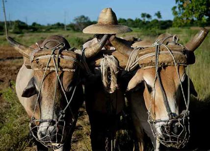 Cuba senza benzina, si ritorna agli animali da traino